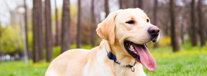 Is the Labrador hypoallergenic | Imby Pet Food