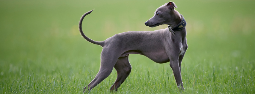 Whippet: History, characteristics and care