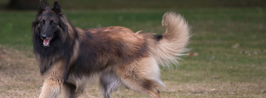 All about Tervueren Shepherd - Character & Care