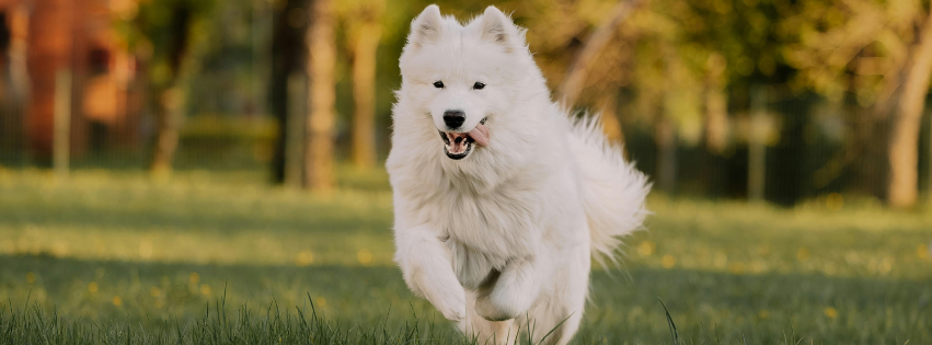 Is the Samoyed hypoallergenic