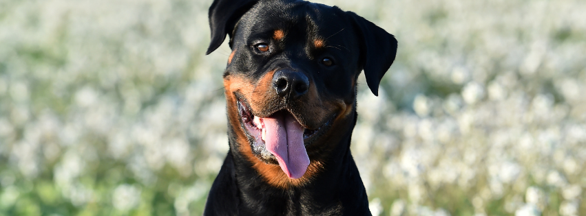Rottweiler: history, character and care