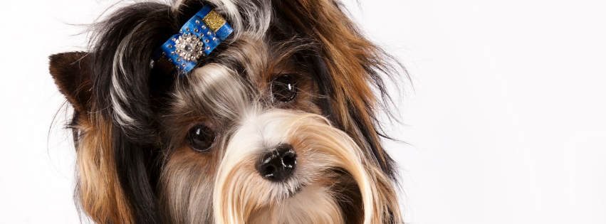 Is the Biewer Terrier hypoallergenic?