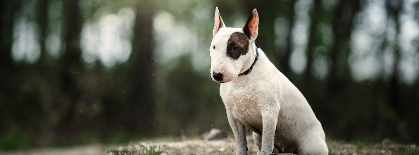 Bull Terrier: characteristics, training and care