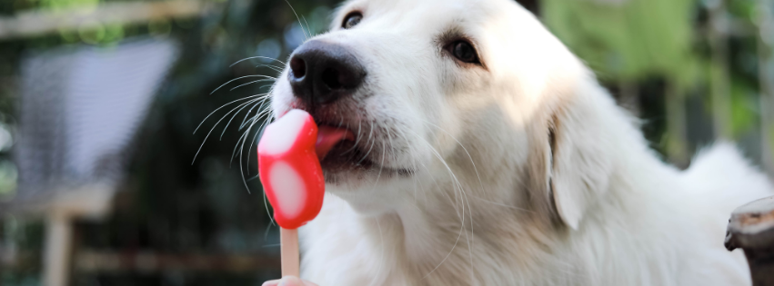 Dog ice creams: Refreshment and Health for your Dog
