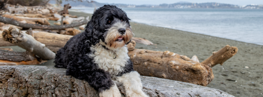 Portuguese Water Dog: history, character and care