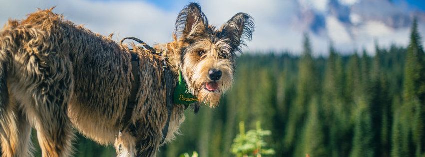 Berger Picard: character, care and breed profile
