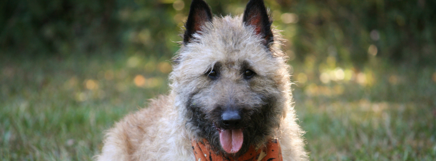 All about Laeken Shepherd - Character & Care