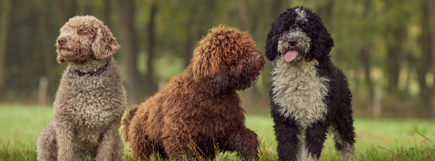 Is the Spanish Water Dog hypoallergenic?