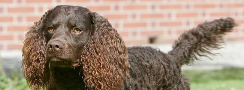 All about American Water Spaniel - Character & Care