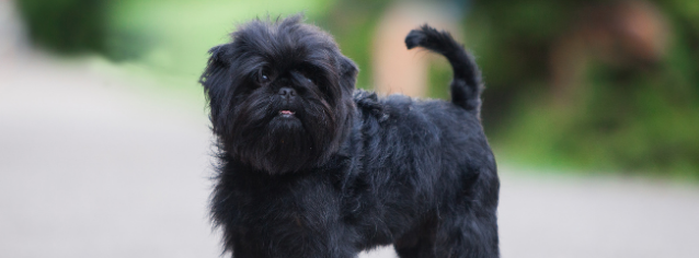 All about Affenpinscher - Character & Care