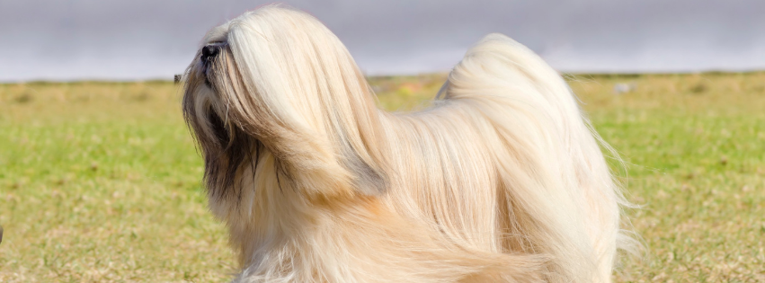 Lhasa Apso: history, character and care