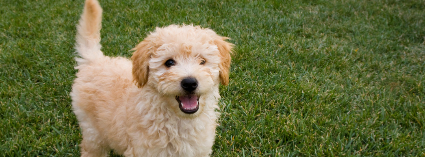 Is the Goldendoodle hypoallergenic?