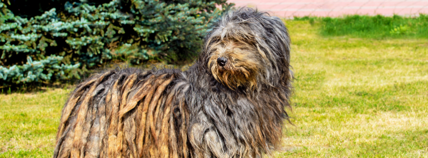 All about Bergamasco - Character & Care