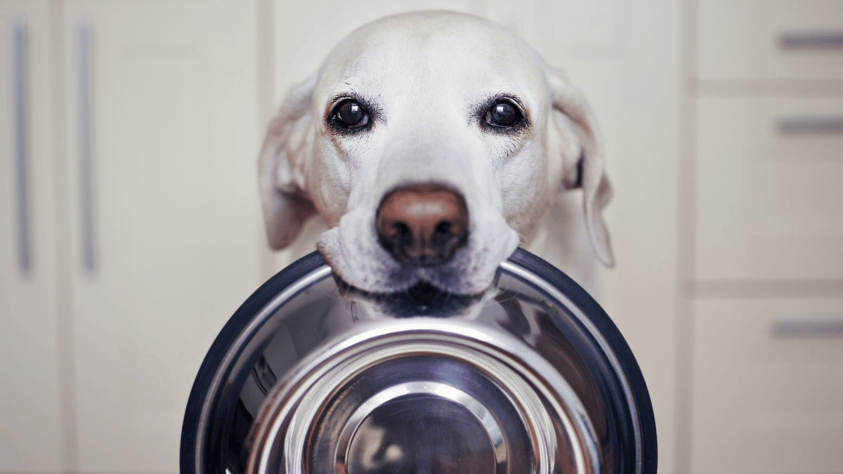 Top 10 Health Benefits of Adding a Dog Food topper