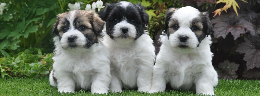 Is the Boomer hypoallergenic?