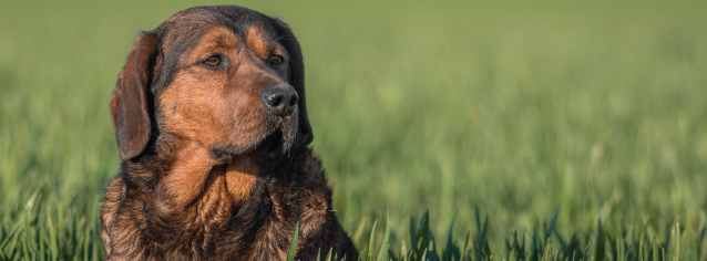 All about Alpenländische Dachsbracke - Character & Care