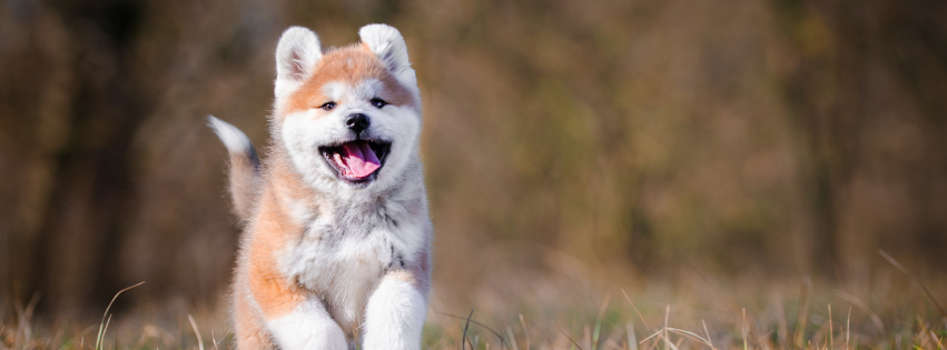 All about Akita Inu - Character & Care