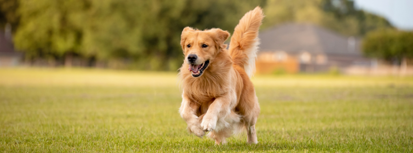 Golden Retriever: history, character and care