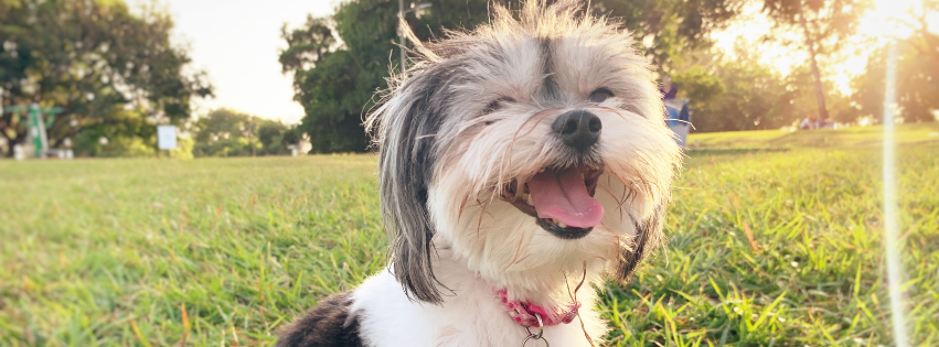 Is the Havanese hypoallergenic?