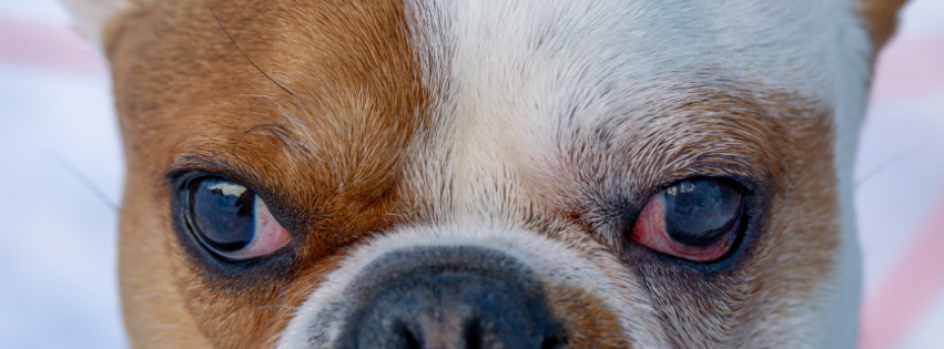 Why Does My Dog Have Red Eyes? Causes and Treatment