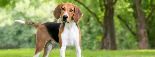 All about American Foxhound - Character & Care