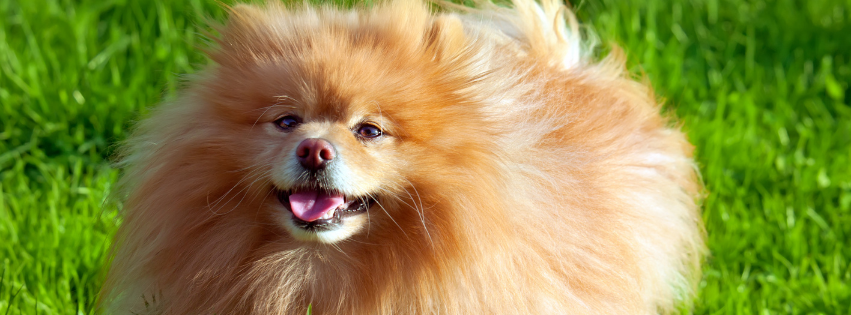 German Spitz: history, character and care