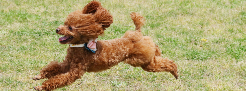 Is the Poodle hypoallergenic?