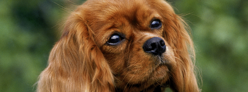 Cavalier King Charles Spaniel - All about Character, Care & Costs