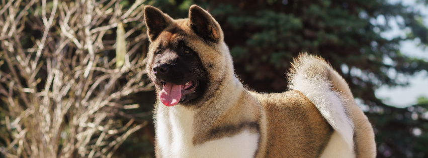 All about American Akita - Character & Care