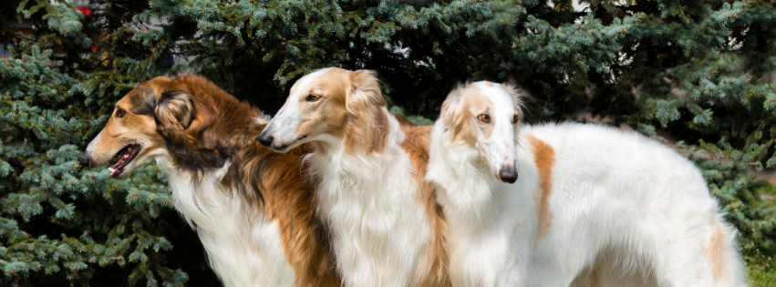 All about Borzoi - Character & Care