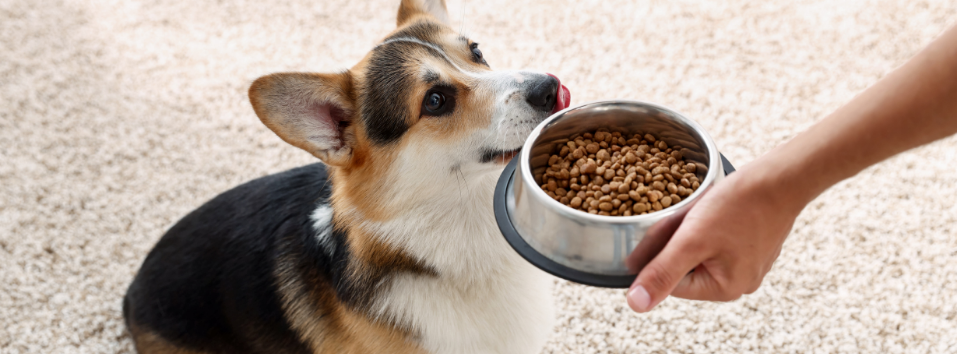 What is hypoallergenic dog food? Find out all the info in our complete guide.