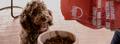 How often should you give hypoallergenic dog food to your dog and in what quantities?