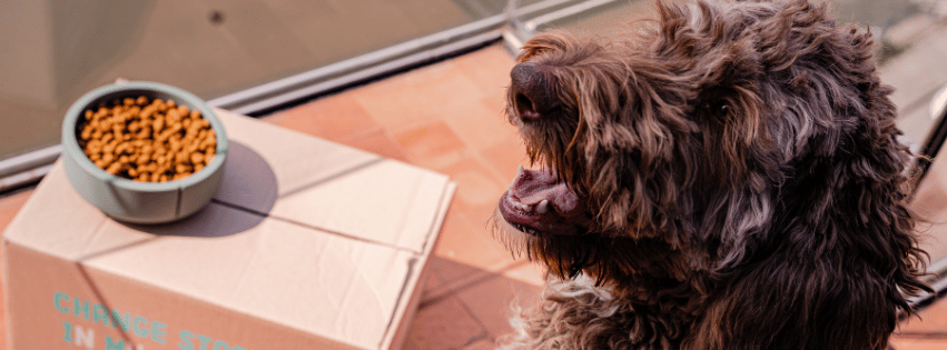 How much does hypoallergenic dog food cost and is it worth it?