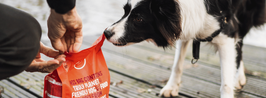 Hypoallergenic dog food: the best options on the market