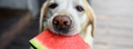 Health: are fruit and vegetables good for my dog?