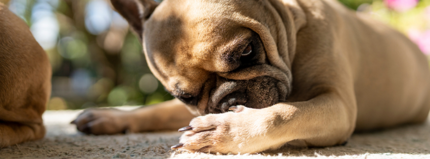 Recognising and understanding symptoms of food allergies in dogs