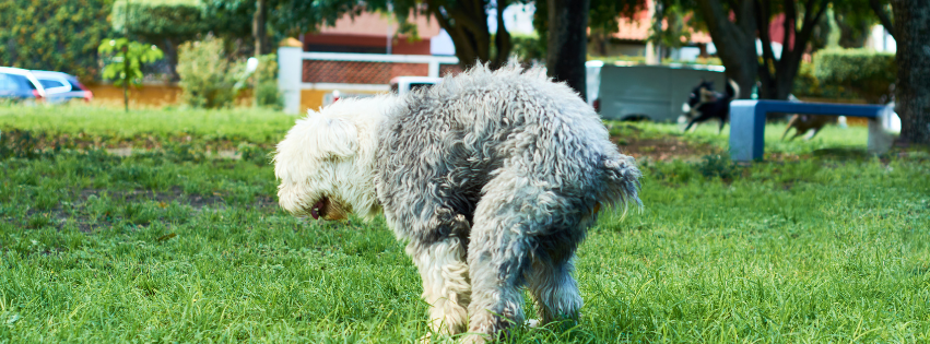 Constipation in Dogs: Causes, Symptoms & Treatment