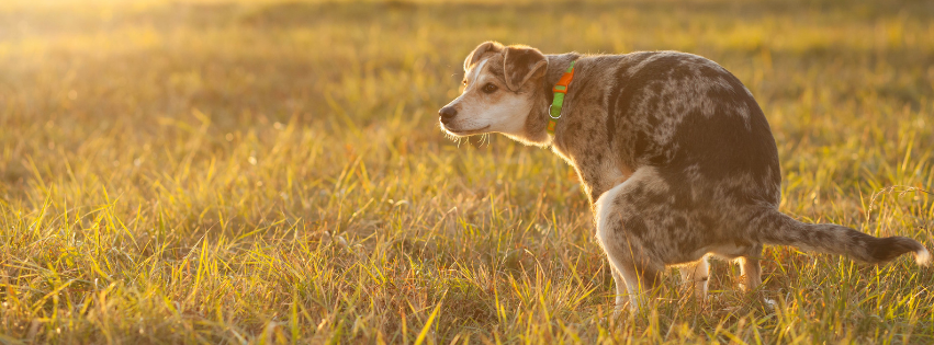 Diarrhoea in Dogs: Causes, Treatment & Prevention
