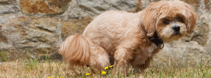 Digestion dog: Useful tips for optimal health