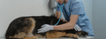 Everything you need to know about a strong sedative for dogs