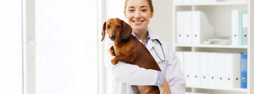 What is ear mite in dogs?