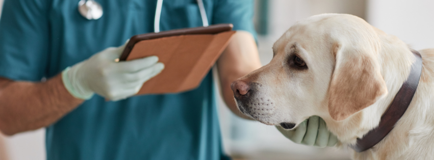 Enteritis in dogs: symptoms, causes and treatments