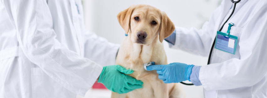 Eczema in Dogs: Causes, Symptoms & Treatment