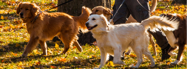 Guide to walking multiple dogs safely