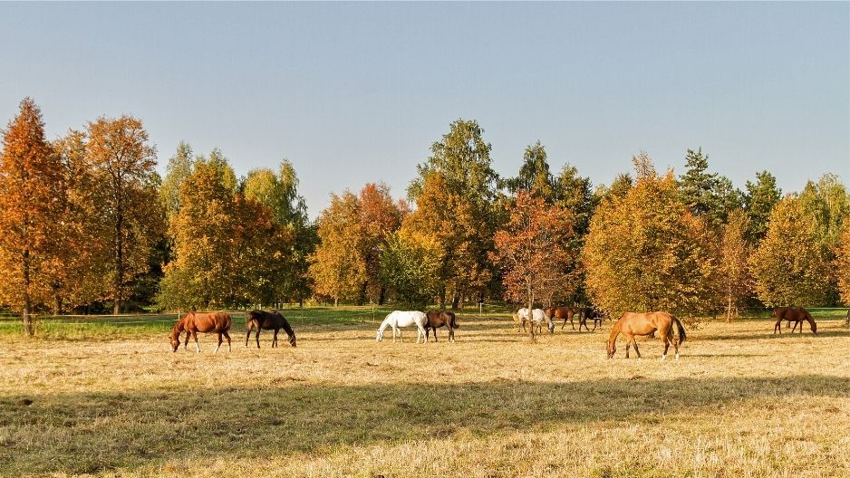 The Grass Really Is Greener in September. The Trap Nobody Warns You About