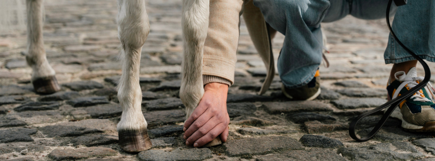 Laminitis in horses: symptoms and signals