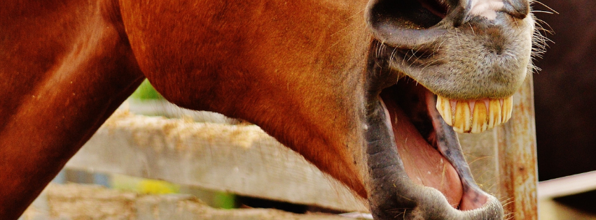 Gastric Ulcers in Horses: Recognizing and Preventing