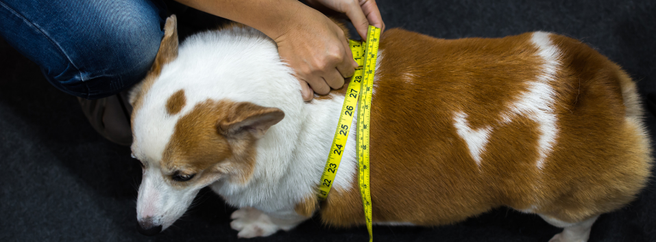 You can prevent obesity in yourself and your pet with these practical tips