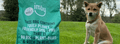 Tips for switching to vegan dog food