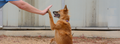 5 easy tricks to teach your dog